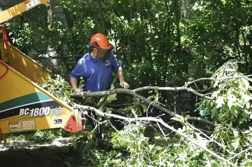 tree services Ohio City